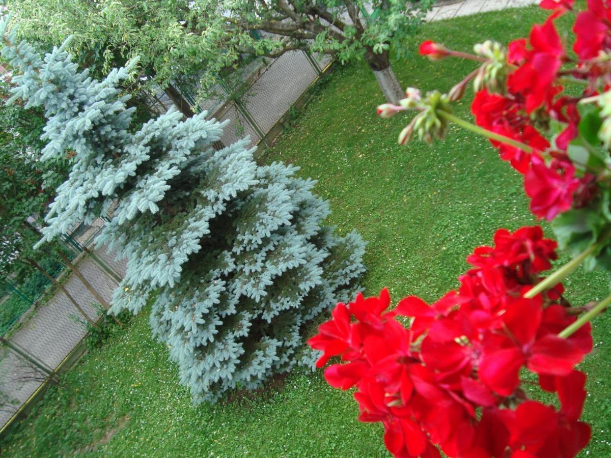 Casa Cu Flori Hotel Szászbuda Kültér fotó
