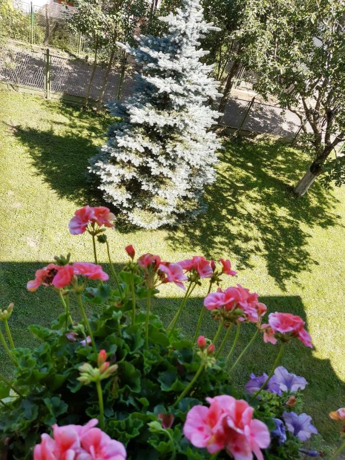 Casa Cu Flori Hotel Szászbuda Kültér fotó